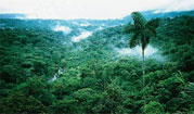 Tropical Rainforest in Costa Rica, Central America