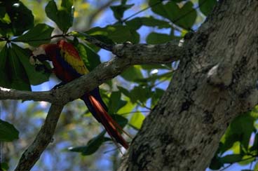 Carara Biological Reserve in Costa Rica