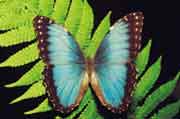 Blue Butterfly Costa Rica