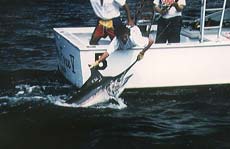 Marlin Release off the Pacific Coast of Costa Rica