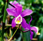 Dendrobium Purplewhite - The Orchids of Costa Rica