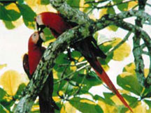 Scarlet Macaws at Golfo Dulce Lodge