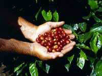 Costa Rica is Coffee Country....