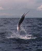 Pacific Sailfish - Offshore Sportsfishing Costa Rica